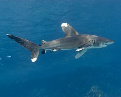 Requin pointe blanche océanique ou requin longimanus (Carcharhinus longimanus)