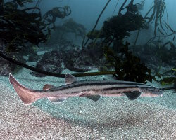 Requin pyjama (Poroderma africanum)