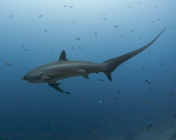 Requin renard pélagique (Alopias pelagicus)