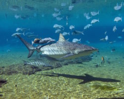 The dusky shark The dusky shark