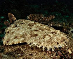 Requin tapis barbu (Eucrossorhinus dasypogon)