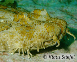 Requin tapis tacheté (Orectolobus maculatus) Requin tapis tacheté (Orectolobus maculatus)