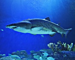 Requin taureau (Carcharias taurus) Requin taureau (Carcharias taurus)