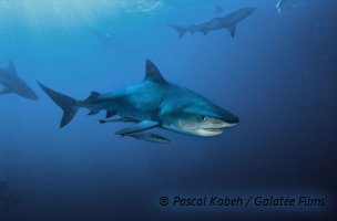 Rencontre avec un requin tigre (Galeocerdo cuvier) ! Rencontre avec un requin tigre (Galeocerdo cuvier) !