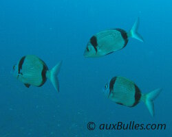 Sar à tête noire (Diplodus vulgaris)