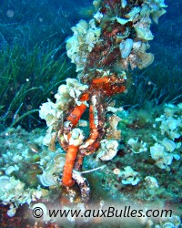 Site de plongée sous marine équipé avec une bouée d'amarrage