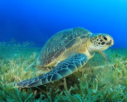 Tortue de mer verte (Chelonia mydas)