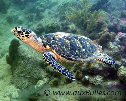 Tortue de mer imbriquée (Eretmochelys imbricata)