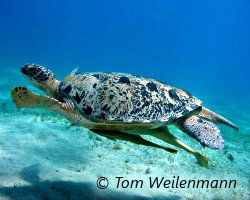 Tortue de mer (7 espèces) Tortue de mer (7 espèces)