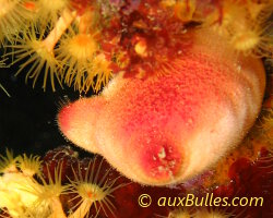 Ascidie rouge (Halocynthia papillosa) Ascidie rouge (Halocynthia papillosa)