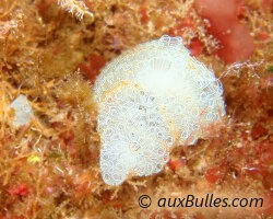 Claveline (Clavelina lepadiformis)