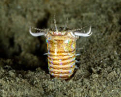 Bobbitt worm (Eunice aphroditois)