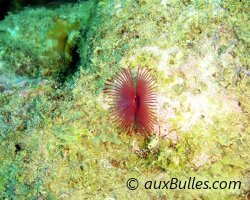 Split-crown feather duster (Anamobaea oerstedi) Split-crown feather duster (Anamobaea oerstedi)