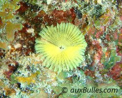 Sabelle jaune (Notaulax occidentalis)