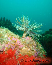 Magnificent feather duster (Sabellastarte magnifica) Magnificent feather duster (Sabellastarte magnifica)