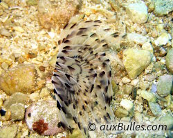 Sabelle paon (Sabella pavonina) Sabelle paon (Sabella pavonina)