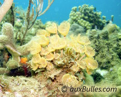 Social feather duster (Bispira brunnea) Social feather duster (Bispira brunnea)