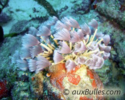 Sabelle sociale (Bispira brunnea)