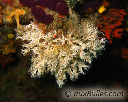 Coral worm (Filograna implexa) Coral worm (Filograna implexa)