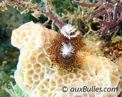 Christmas tree worm (Spirobranchus giganteus) Christmas tree worm (Spirobranchus giganteus)