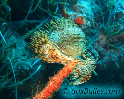 Feather duster worm (Sabella spallanzanii) Feather duster worm (Sabella spallanzanii)