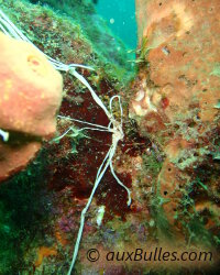 Térébelle spaghetti (Eupolymnia crassicornis)