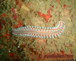 Bearded fireworm (Hermodice carunculata) Bearded fireworm (Hermodice carunculata)