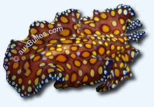 Le ver plat léopard (Euplanoida pardalis)
