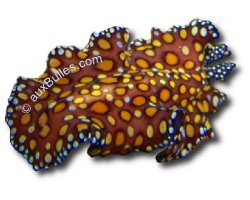 Ver plat léopard (Euplanoida pardalis)