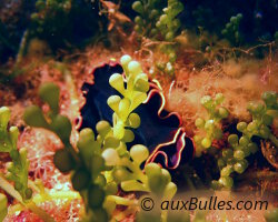 Red-rim flatworm (Pseudobiceros splendidus) Red-rim flatworm (Pseudobiceros splendidus)