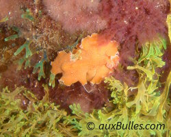 Ver plat orange (Yungia aurantiaca)