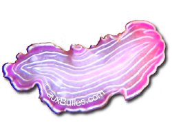 Pink flatworm (Prostheceraeus roseus) Pink flatworm (Prostheceraeus roseus)