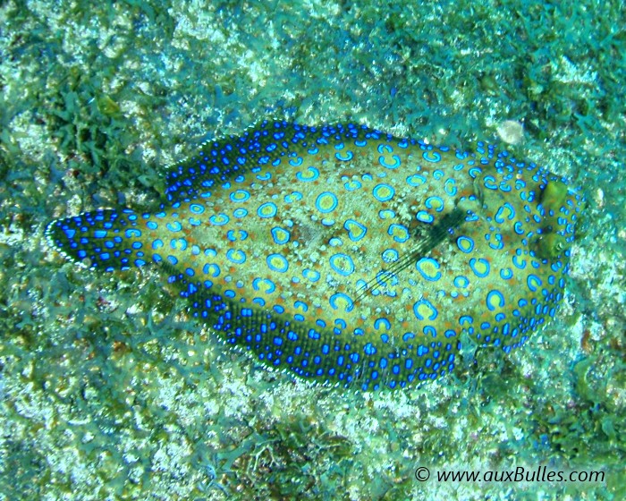 Observez le camouflage de la sole tropicale sur un fond à couleur dominante sombre ! Observez le camouflage de la sole tropicale sur un fond à couleur dominante sombre !