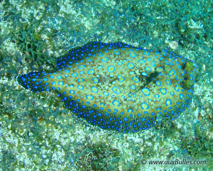 Observez le camouflage de la sole tropicale sur un fond à couleur dominante sombre !