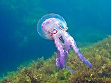 La méduse pélagique mauve