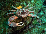 Le crabe-araignée épineux