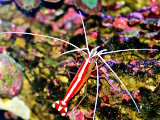 La crevette nettoyeuse d'Amboine
