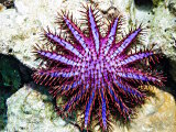L'étoile de mer couronne d'épines