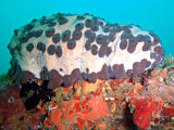 Le concombre de mer cookie