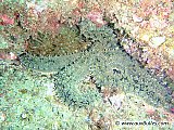 L'étoile de mer glaciaire