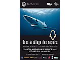 Exposition 'Dans le sillage des requins'