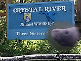Nager avec les lamantins à Crystal River