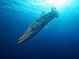 Le grand barracuda