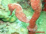 L'hippocampe à long museau