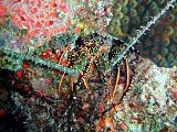 La langouste Brésilienne