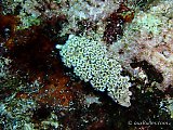 La limace de mer frisée