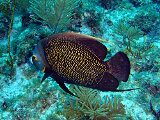 Le poisson ange français