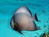 Le poisson ange gris