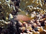 La blennie léopard