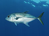 La carangue à gros yeux